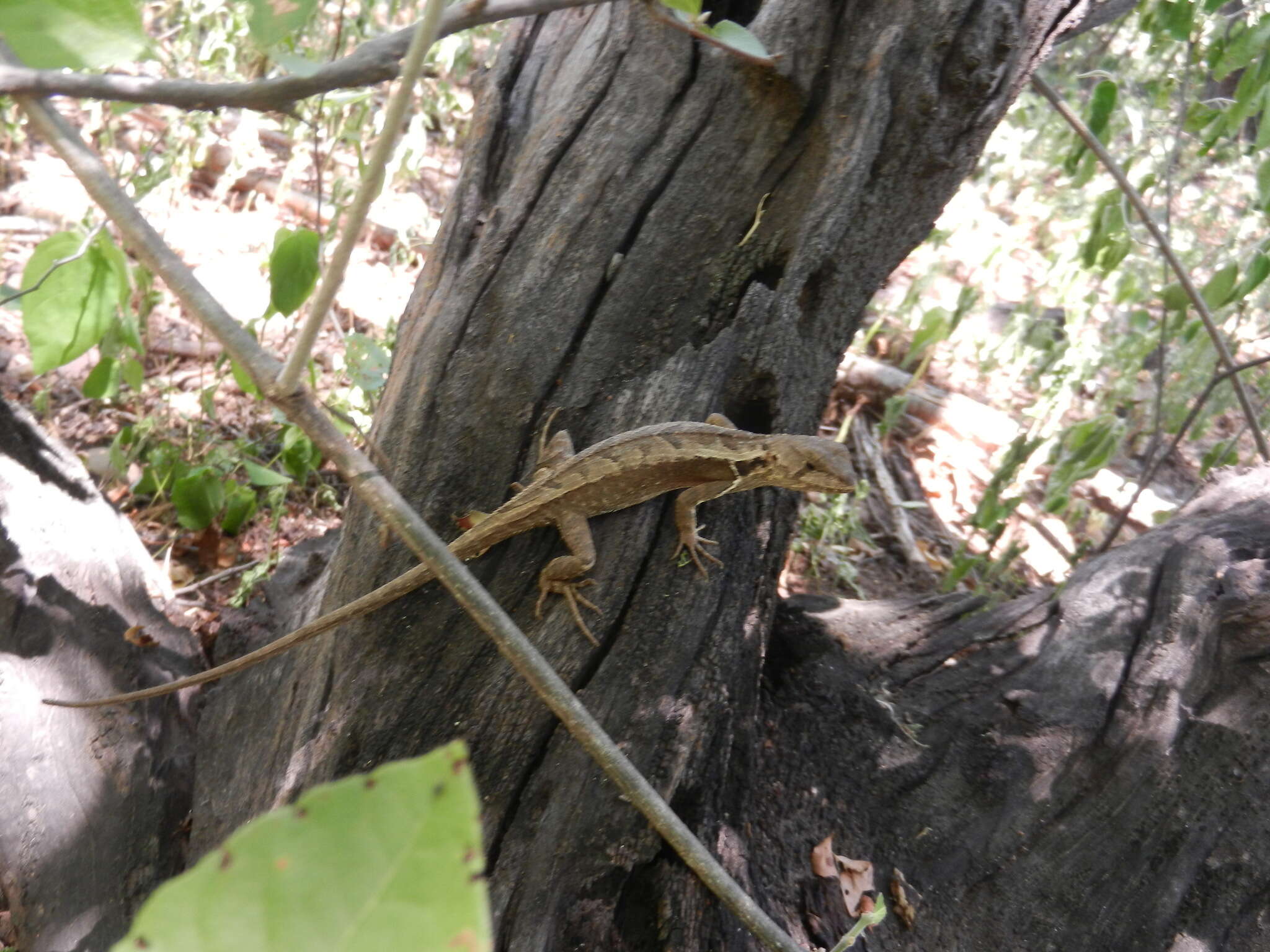 Слика од Stenocercus caducus (Cope 1862)