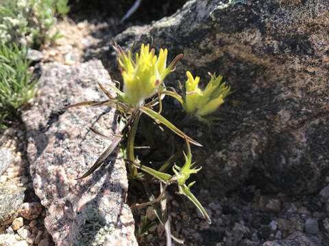 Image of shortflower Indian paintbrush