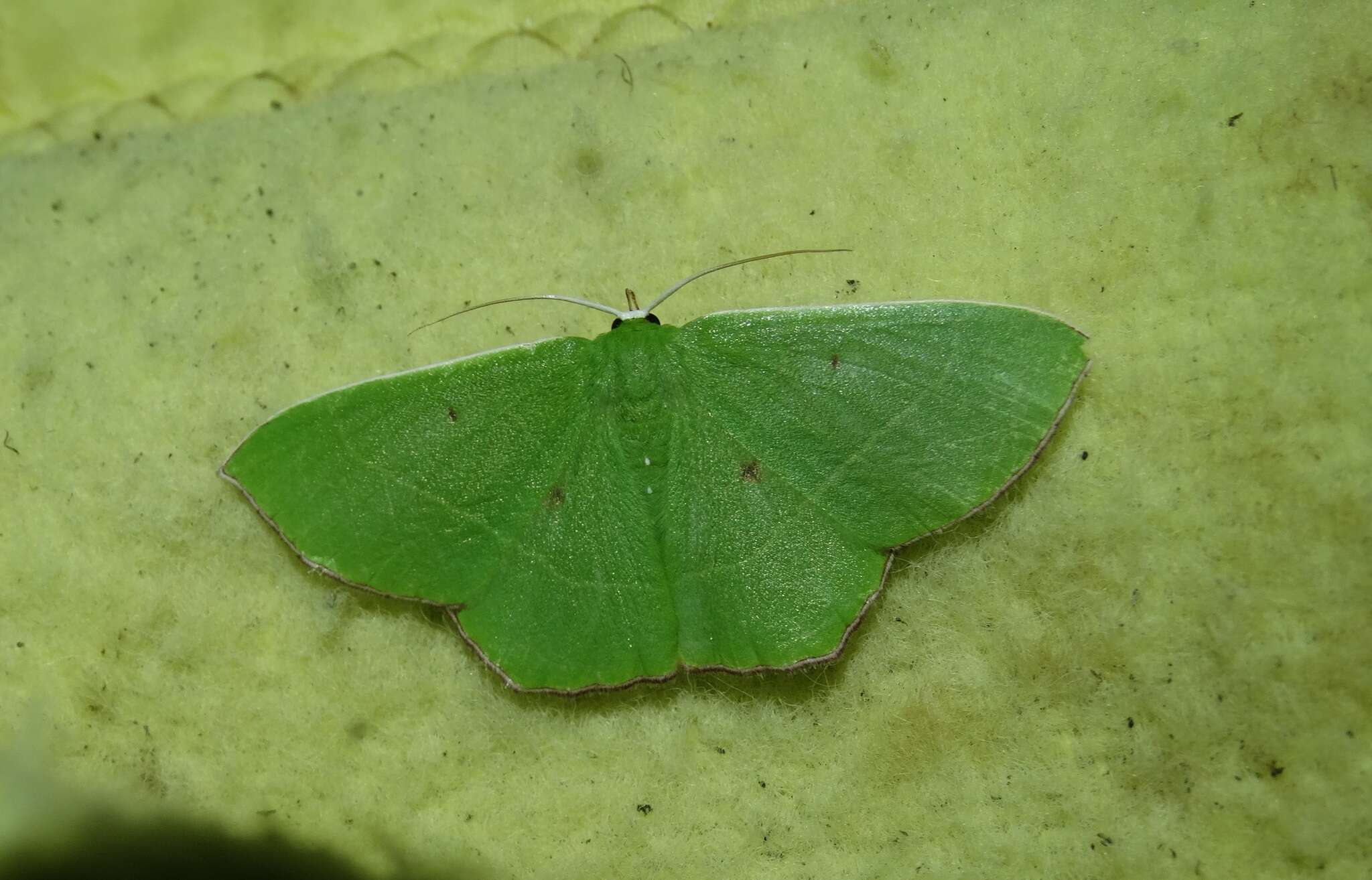 Sivun Chrysochloroma megaloptera Lower 1894 kuva