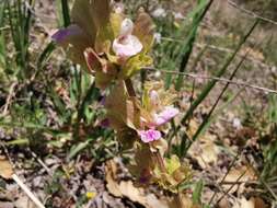 Sivun Salvia absconditiflora Greuter & Burdet kuva