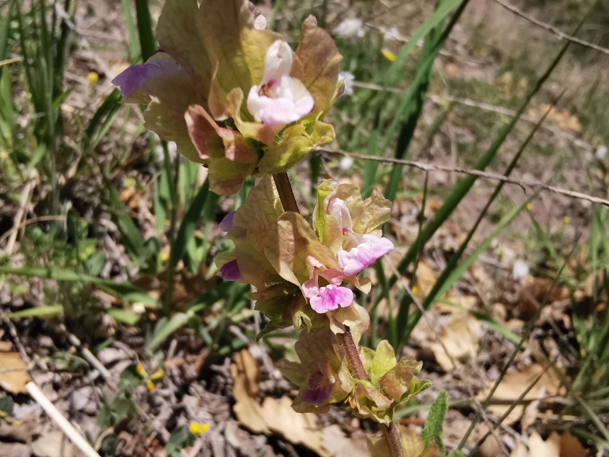 Imagem de Salvia absconditiflora Greuter & Burdet