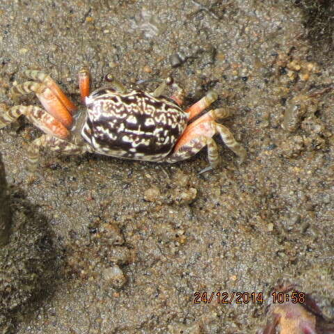 Image of Austruca occidentalis (Naderloo, Schubart & Shih 2016)