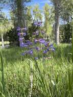 Sivun Penstemon pachyphyllus var. congestus (M. E. Jones) N. H. Holmgren kuva