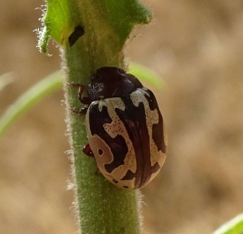 صورة Zygogramma (Zygospila) opifera (Stål 1860)