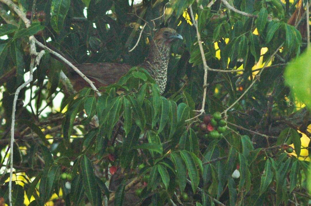 Image of Brazilian Chachalaca