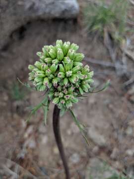 Image of desert Indianbush