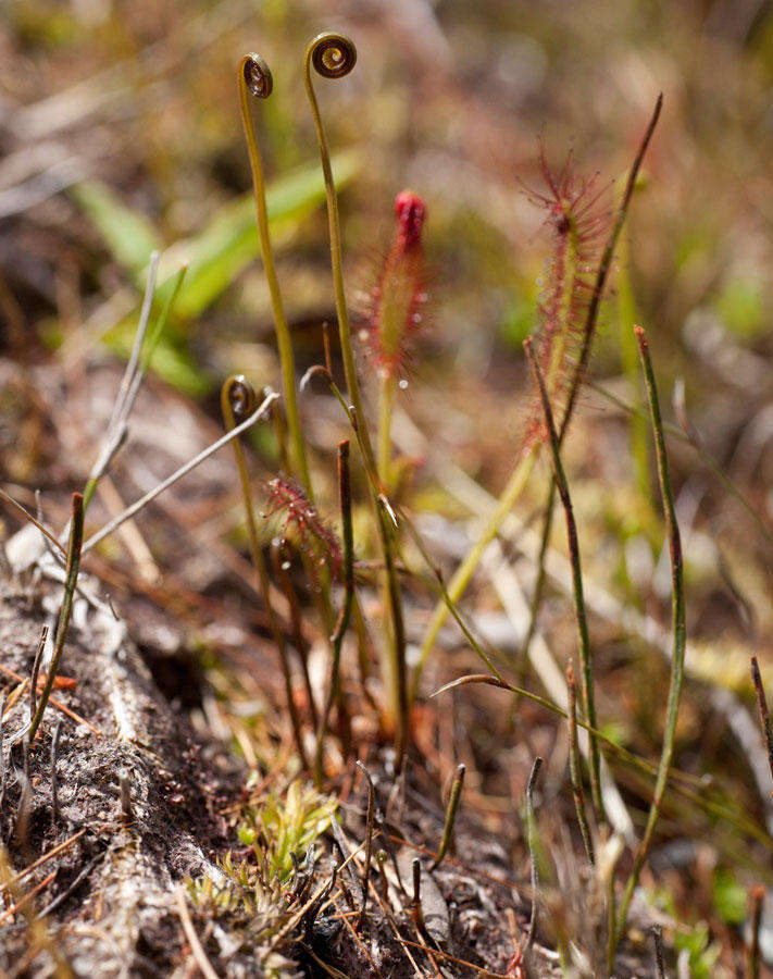 Image of Schizaea tenella Kaulf.