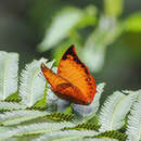 Image of Charaxes harmodius Felder 1866