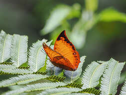 Image of Charaxes harmodius Felder 1866