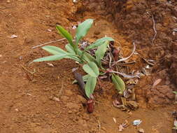 Image of Nepenthes vieillardii Hook. fil.