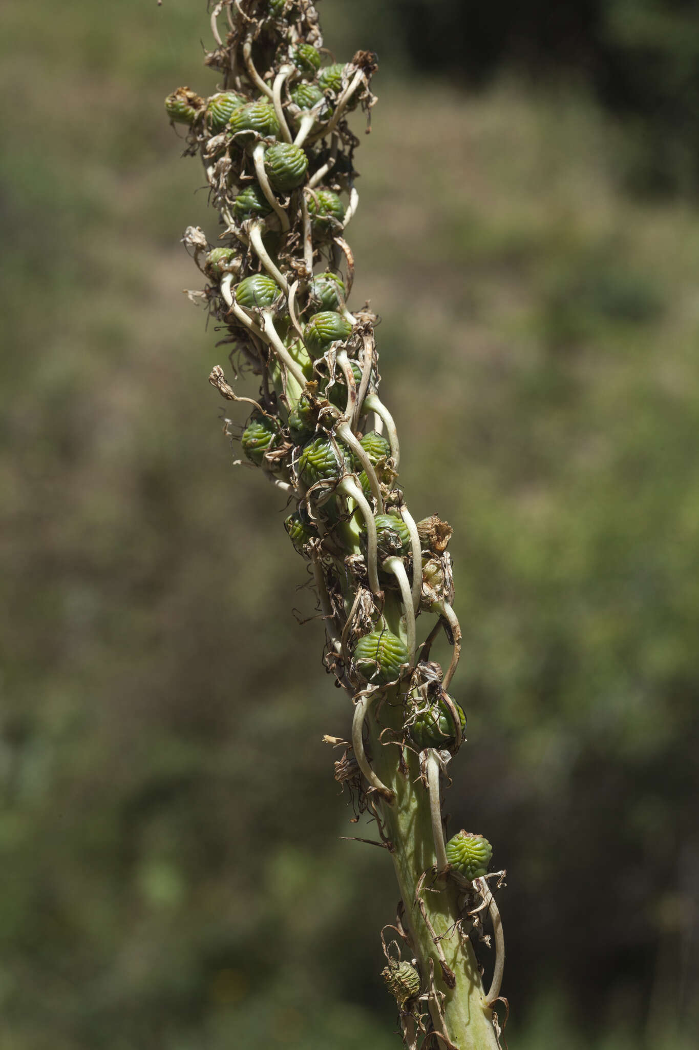 Image of Eremurus regelii Vved.