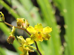 Image of terrestrial cowhorn orchid