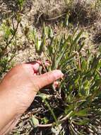 Image of Skiatophytum flaccidifolium Klak