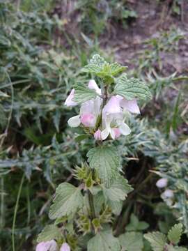 Image of Lamium tomentosum Willd.