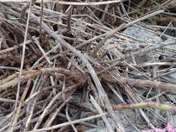 Image of Centranthus lecoqii Jordan