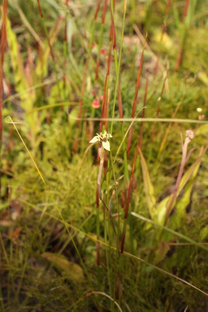 Image of Moraea unguiculata Ker Gawl.