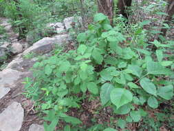 Rhus aromatica var. serotina (Greene) Rehd. resmi