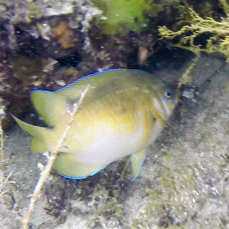 Image of Common scalyfin