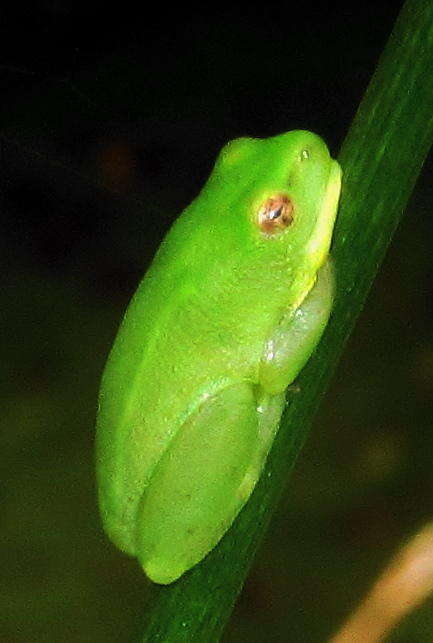 Image of Water Lily Frog