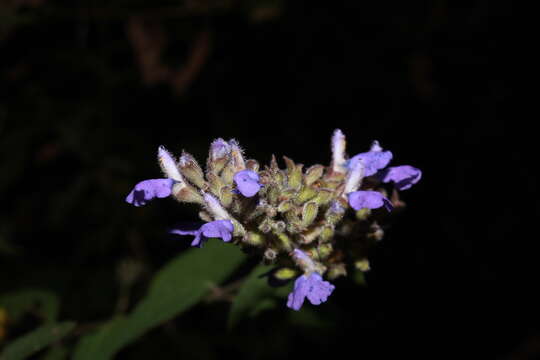 Image of Salvia thyrsiflora Benth.