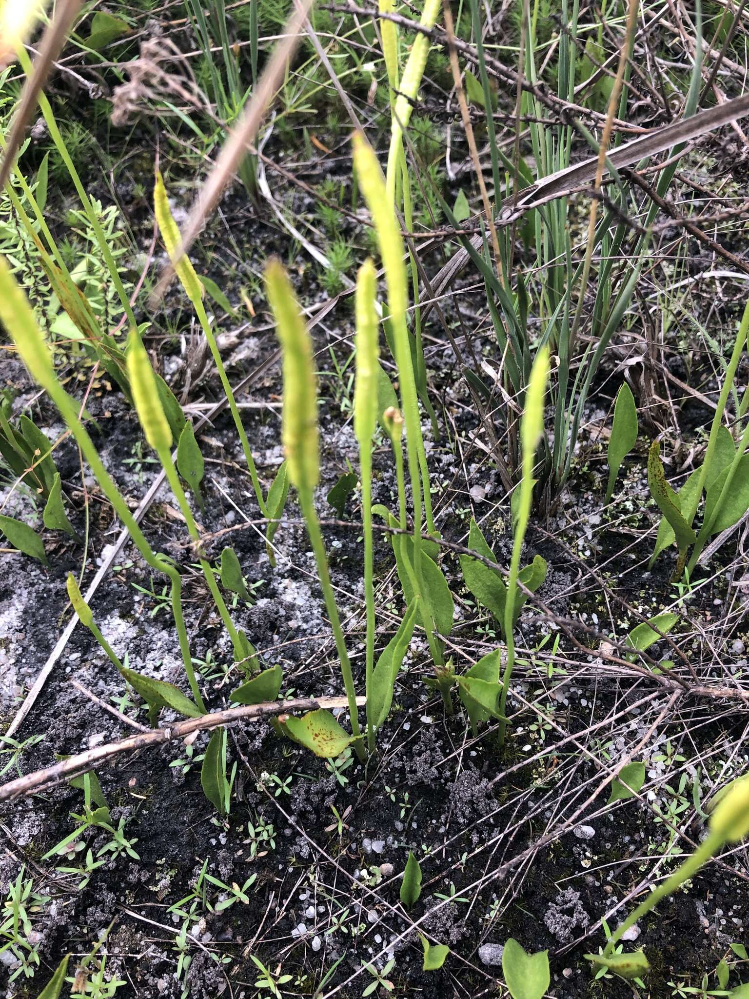 Image of <i>Ophioglossum <i>polyphyllum</i></i> var. polyphyllum