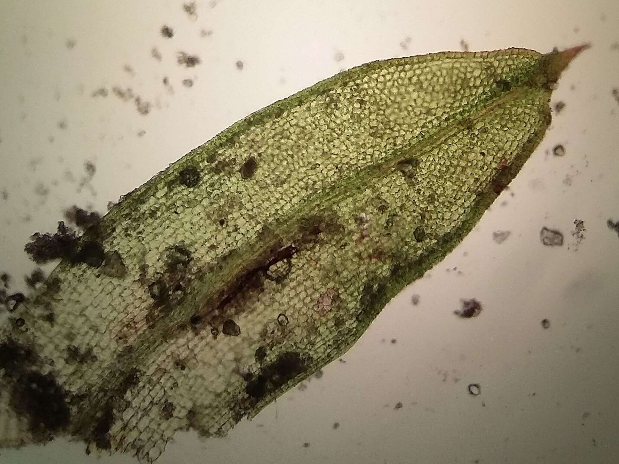 Image of Microbryum davallianum Zander 1993