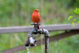 Image of Summer Tanager