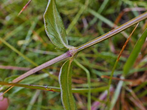 Image de Conostomium natalense var. natalense