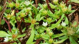 Image of Sedum jaliscanum S. Wats.