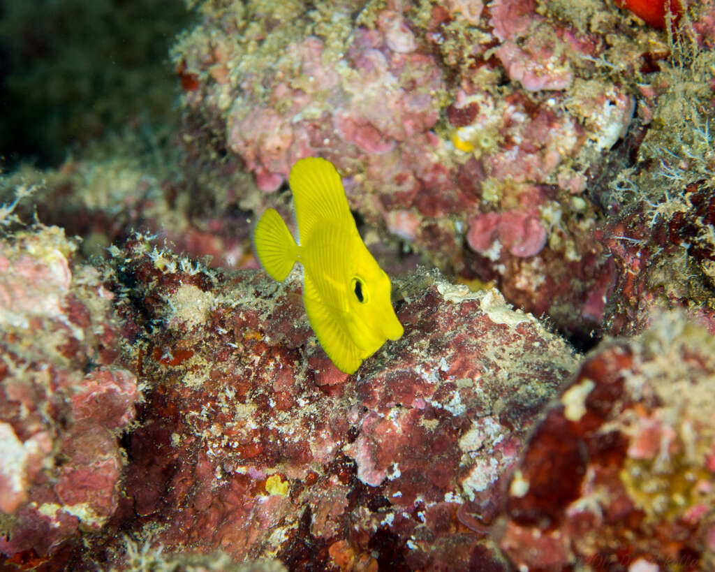 Image of Lemon Sailfin