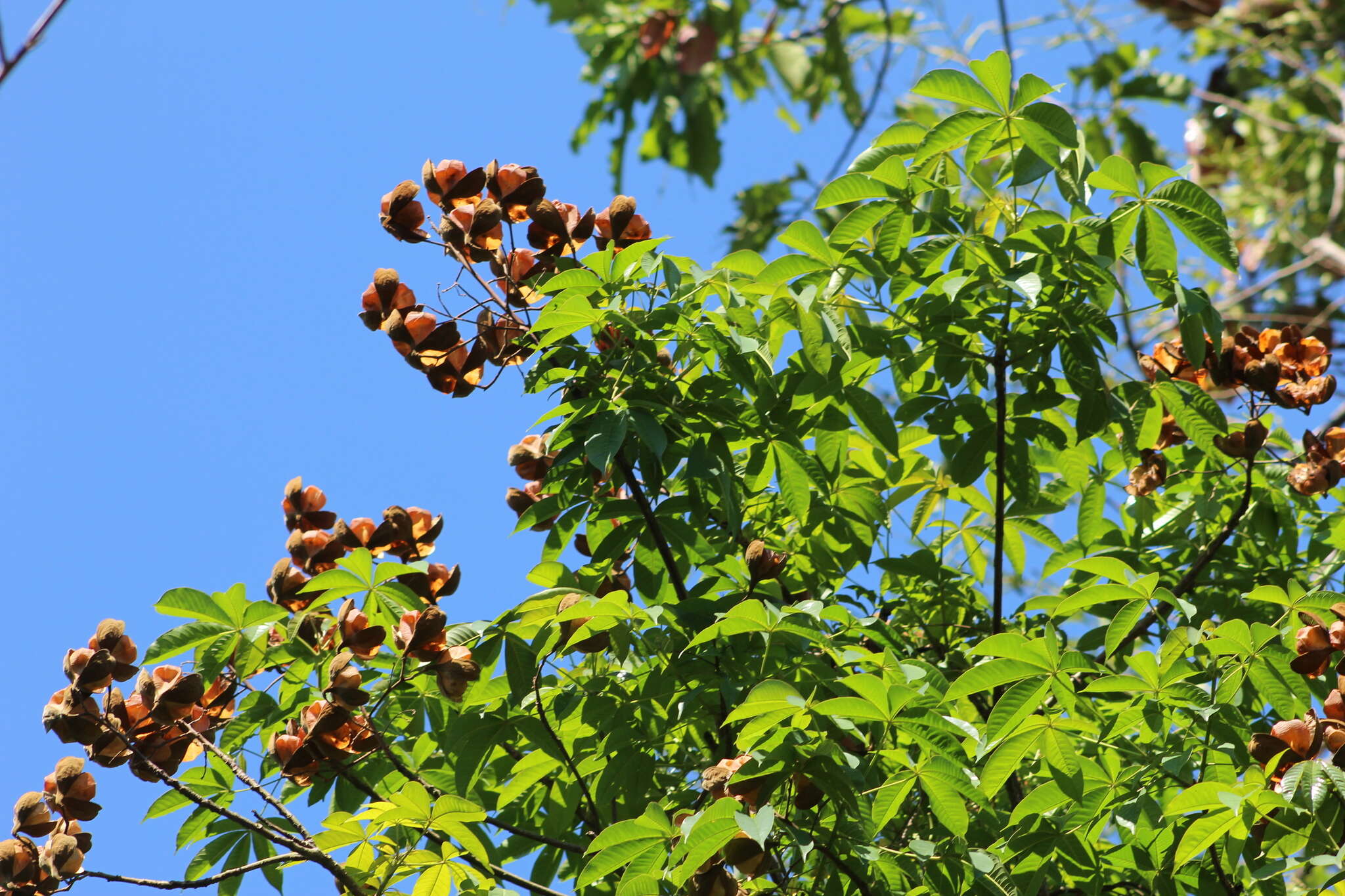 Imagem de Cochlospermum orinocense (Kunth) Steud.