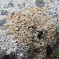 Protoblastenia rupestris (Scop.) J. Steiner的圖片