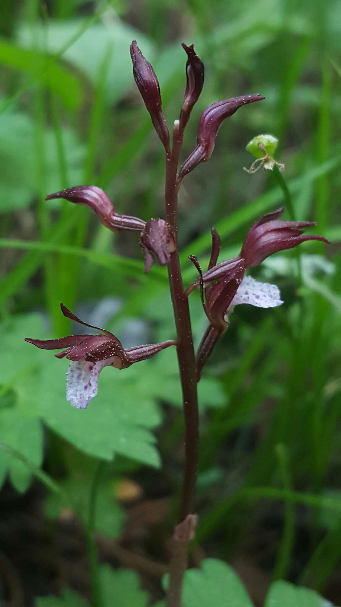 Image of Spring coralroot