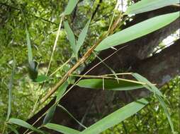 Image of Lopaphus balteatus (Chen, S. C. & Y. H. He 2002)