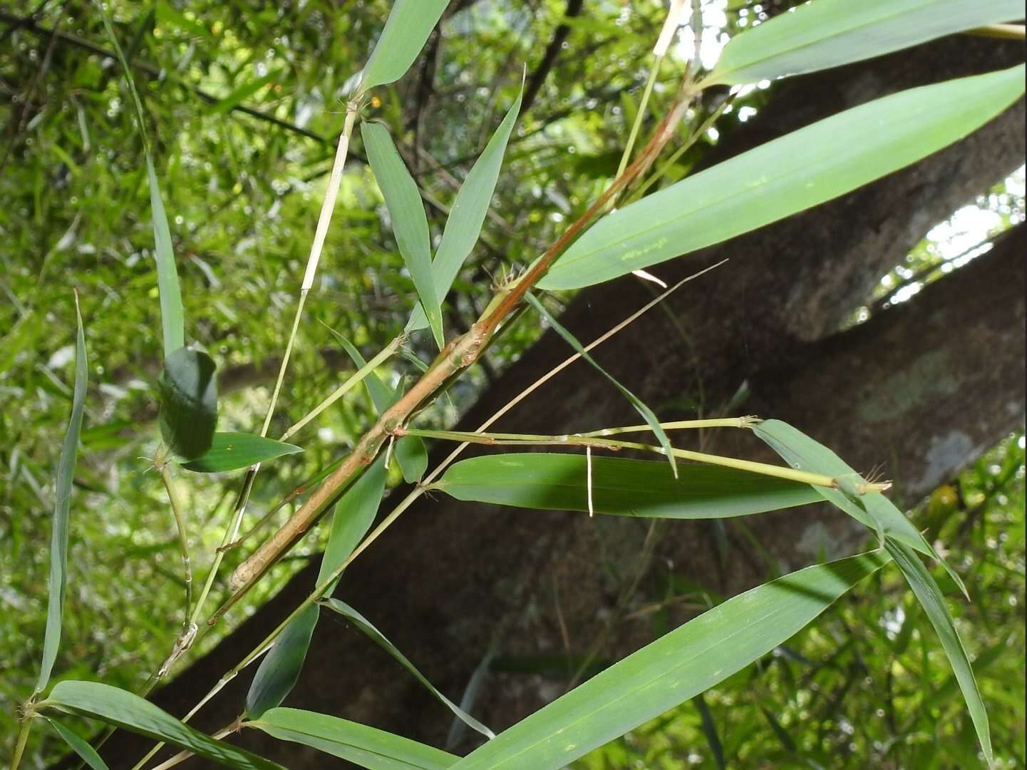 Image of Lopaphus balteatus (Chen, S. C. & Y. H. He 2002)