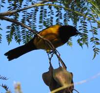 Image of Black-vented Oriole