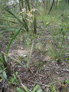 Image of Daddy-long-legs spider orchid