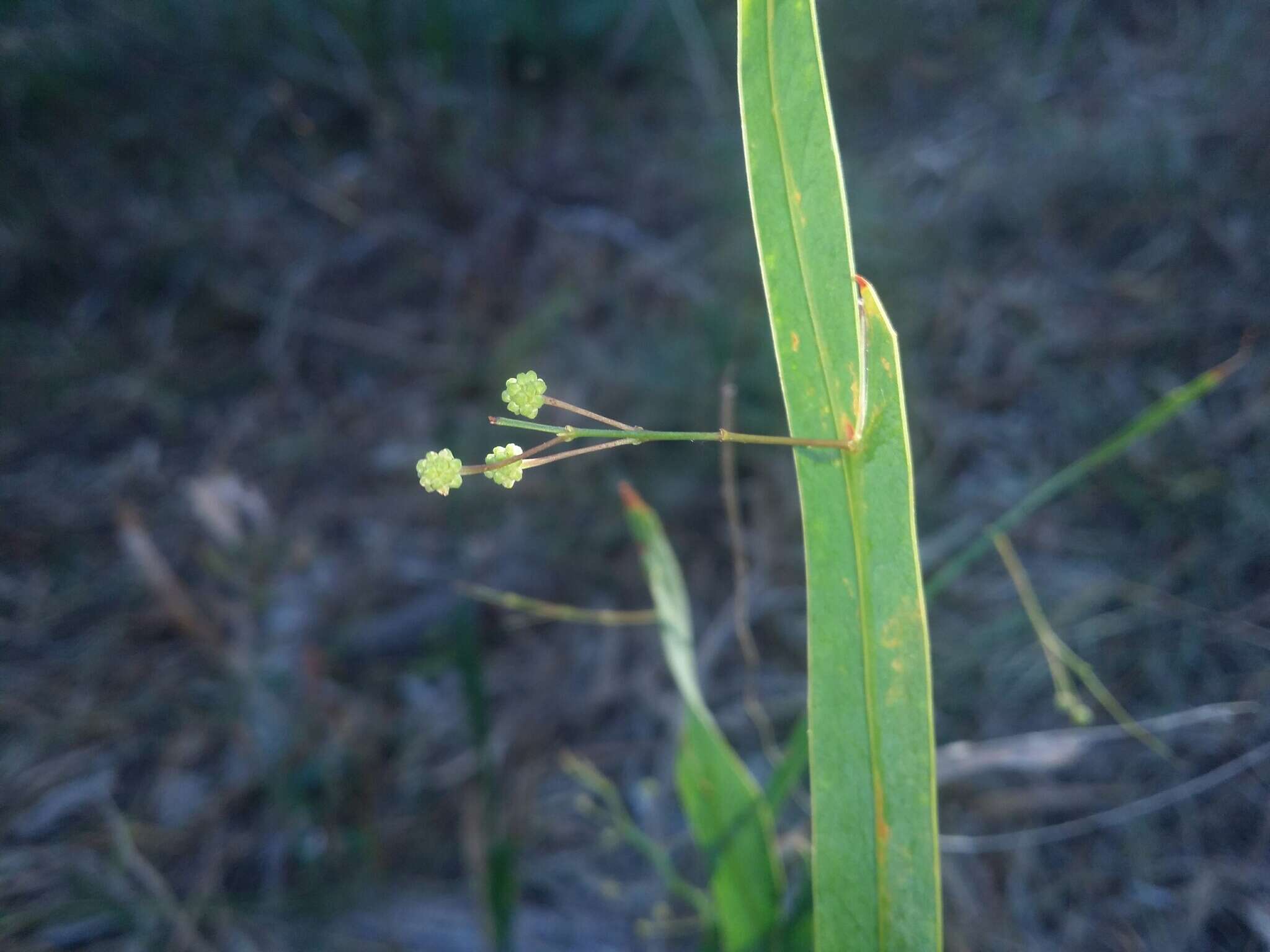 Plancia ëd Acacia willdenowiana H. L. Wendl.