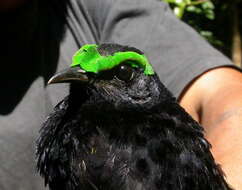 Image of Philepitta Geoffroy Saint-Hilaire & I 1838