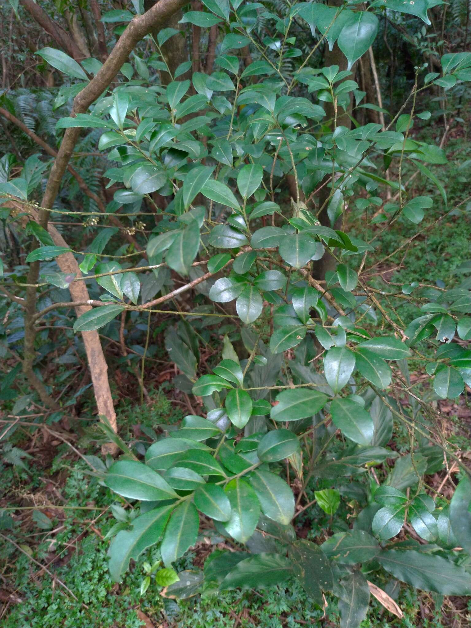 Imagem de Ilex maximowicziana Loes.