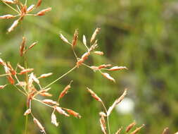 Image of Fimbristylis cinnamometorum (Vahl) Kunth