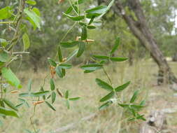 Image of Texas snoutbean