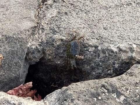 Image of pleated rock crab