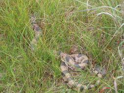 Image of Pituophis melanoleucus melanoleucus (Daudin 1803)