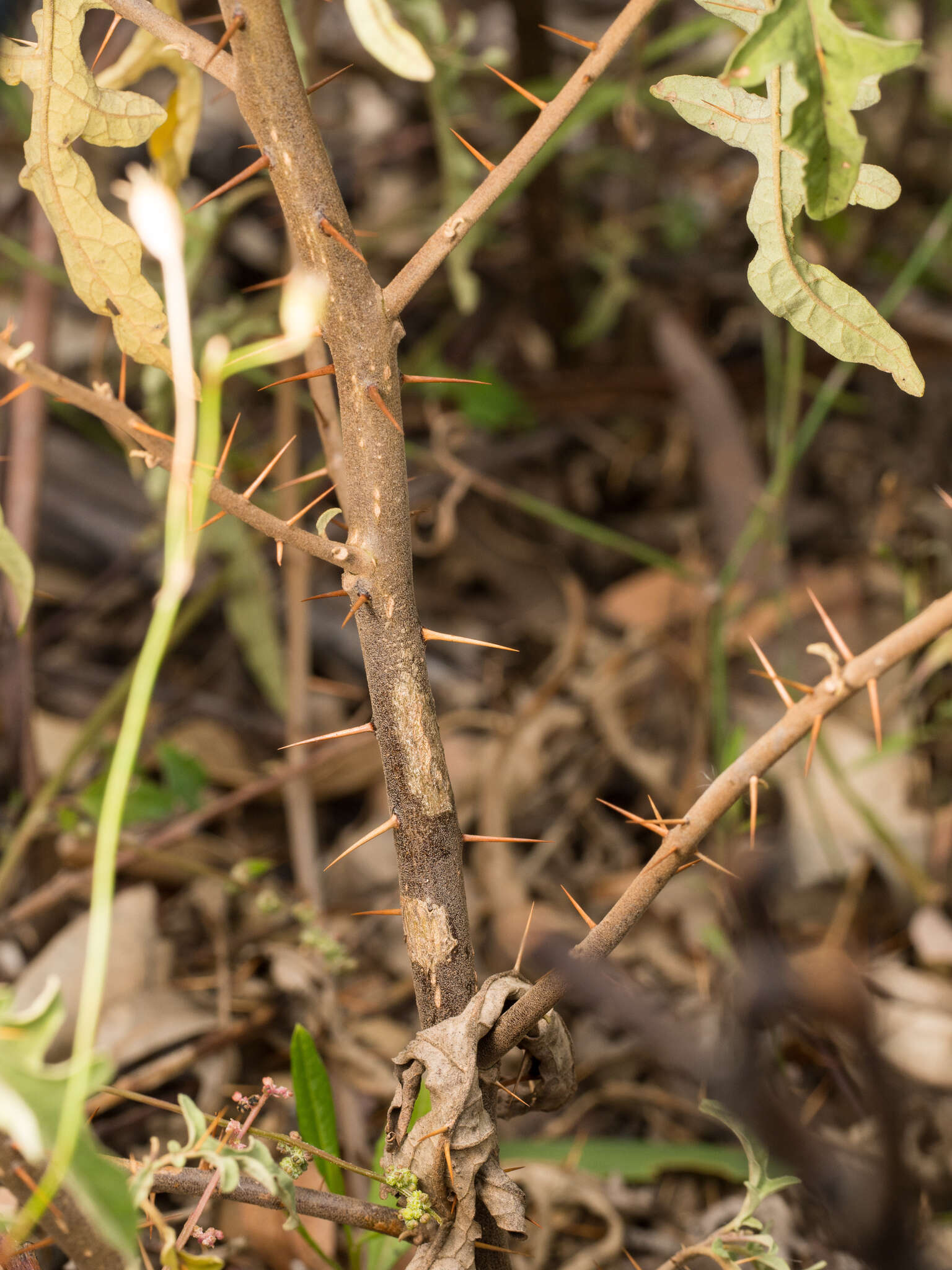 Image of Solanum armourense A. R. Bean