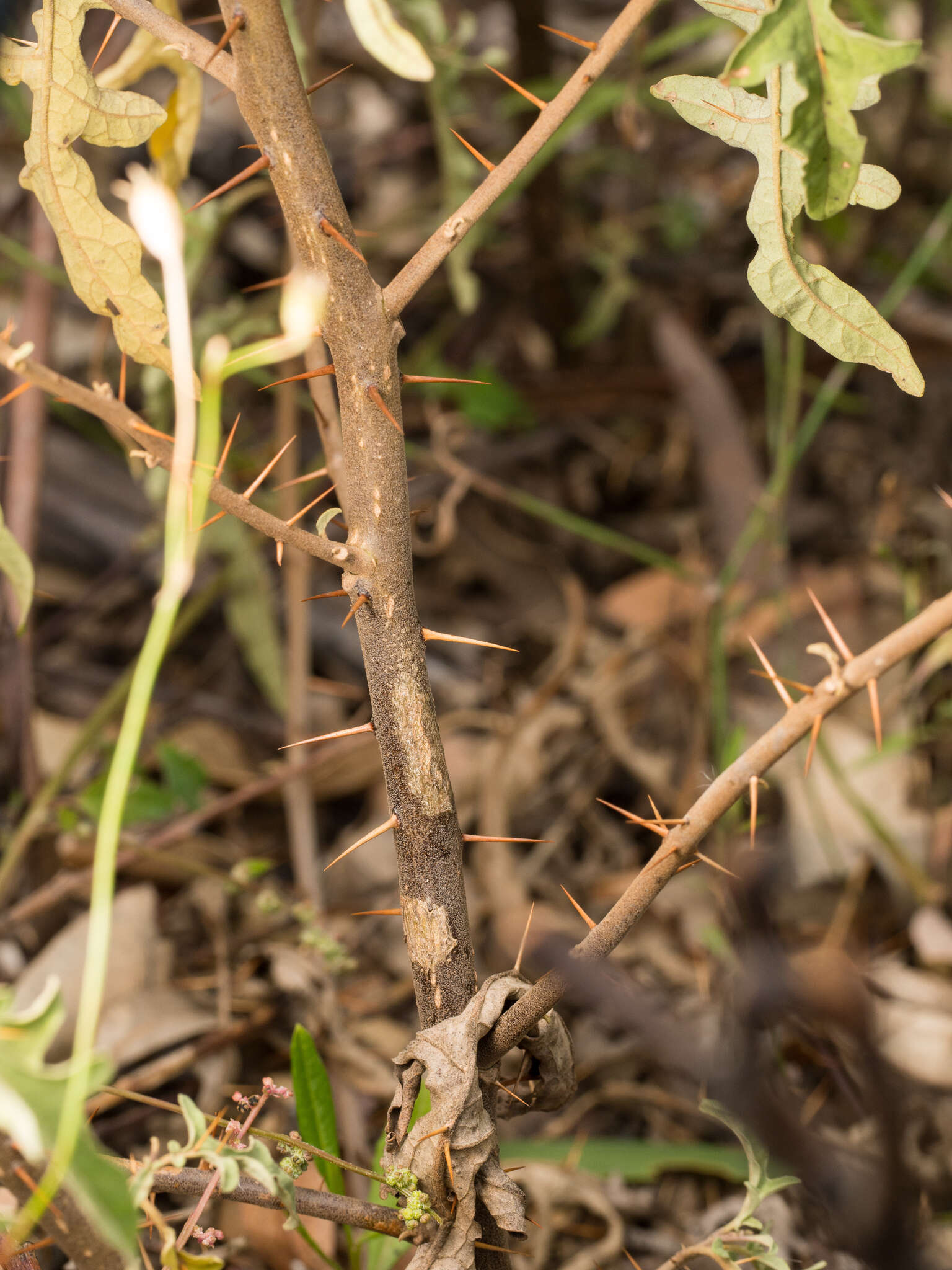 Plancia ëd Solanum armourense A. R. Bean