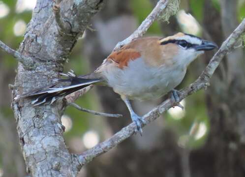 Sivun Tchagra senegalus orientalis (Cabanis 1869) kuva