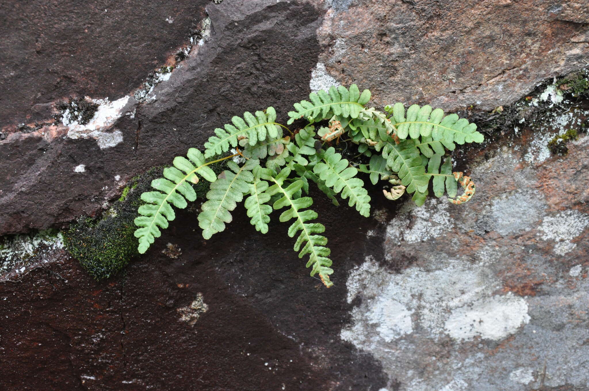 Sivun Polypodium saximontanum Windham kuva