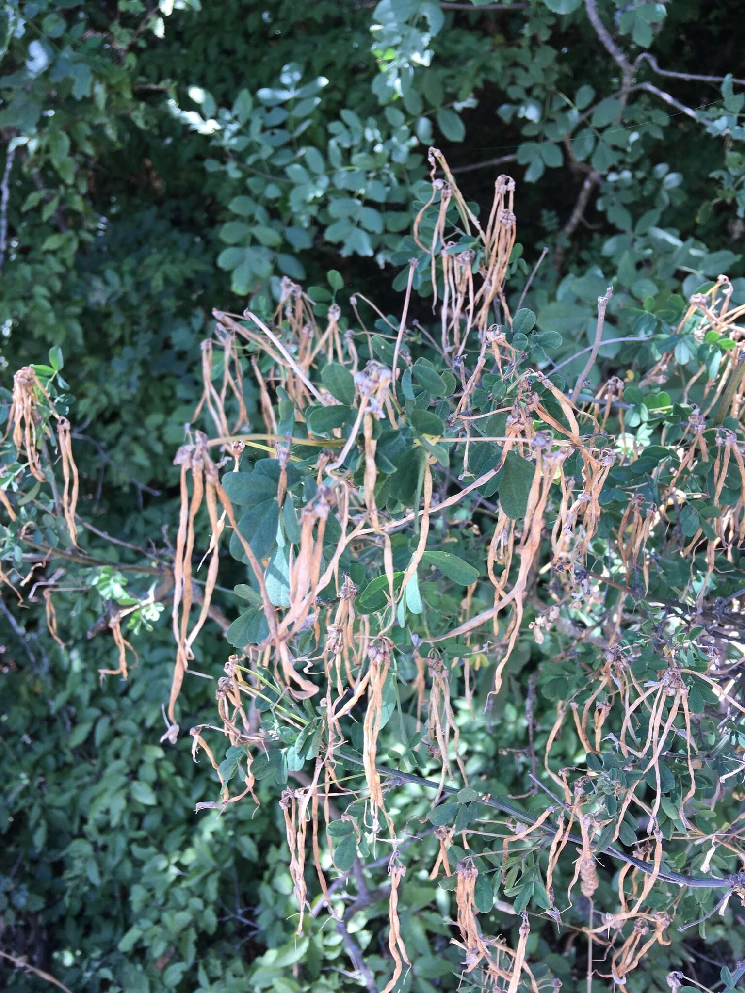 Image of Hippocrepis emerus subsp. emeroides (Boiss. & Spruner) Lassen