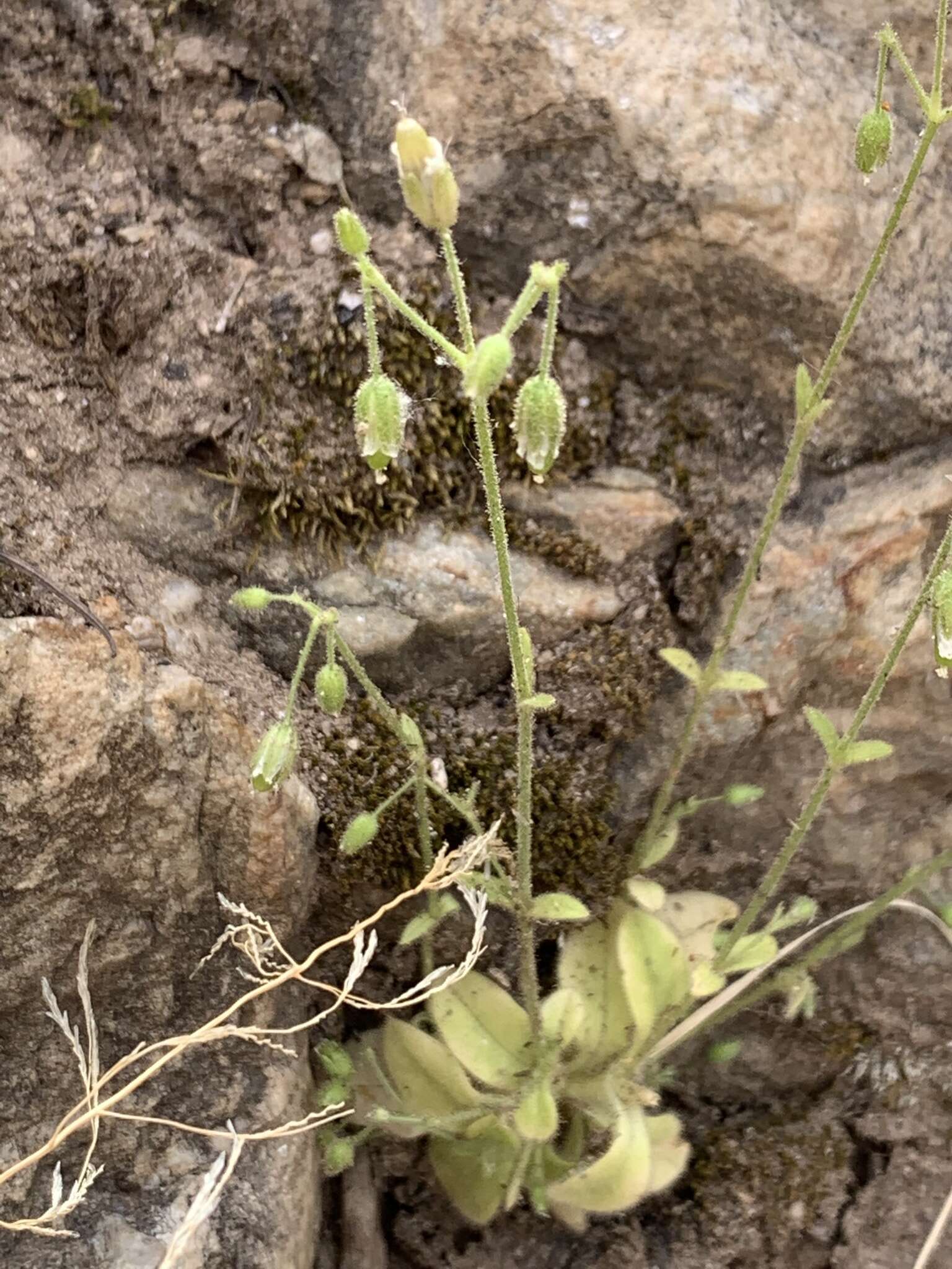 Image of Texas chickweed